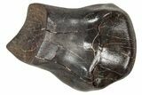 Fossil Nodosaurid (Denversaurus) Tooth - Montana #341029-1